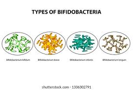 Бифидобактерии