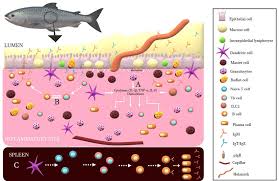 Добавка для укрепления иммунитета рыб